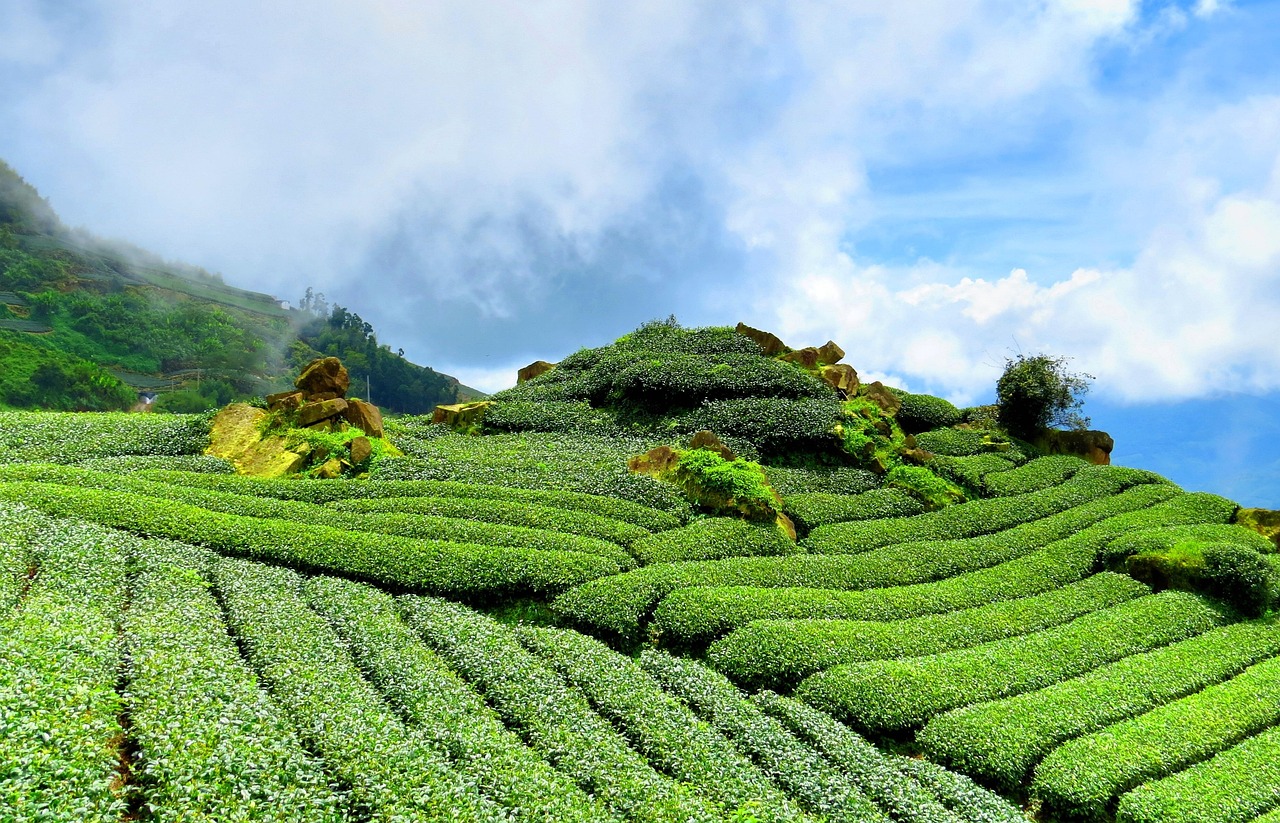 五月叶福新茶叶价格大全，最新茶叶价格一览表