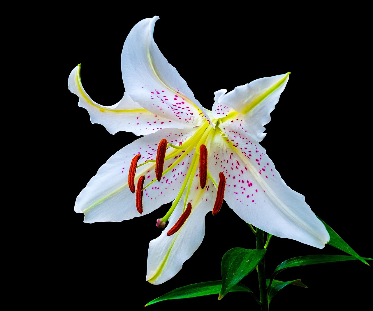 五月百合花集团上市庆典，展望绽放的机遇与未来